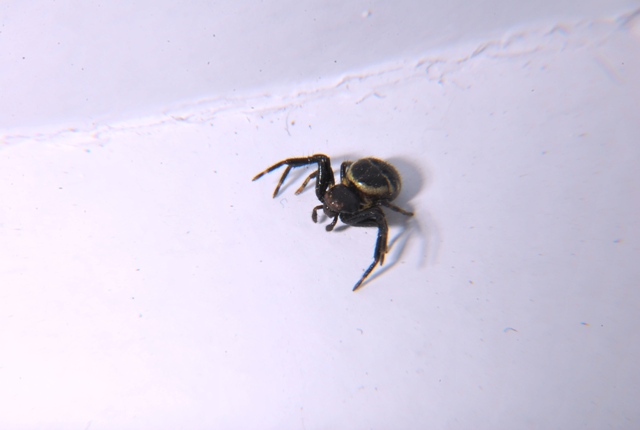 Synema globosum - Meldola (FC)